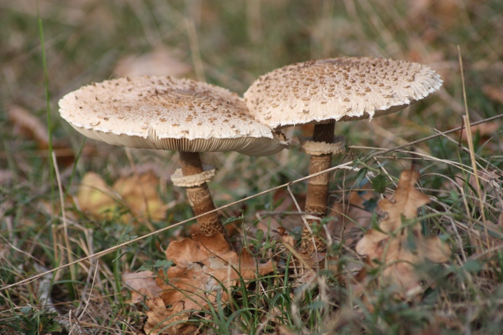 Funghi del parco del ticino da ID